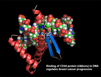 CD44
