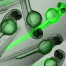 Sabaawy Lab research photo