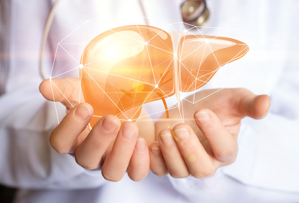 hands holding a 3d illustration of a liver