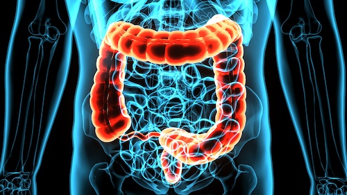 illustration of colon within human body