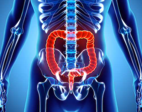 3D illustration of Large Intestine.