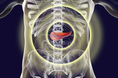 illustrated human abdomen with pancreas highlighted