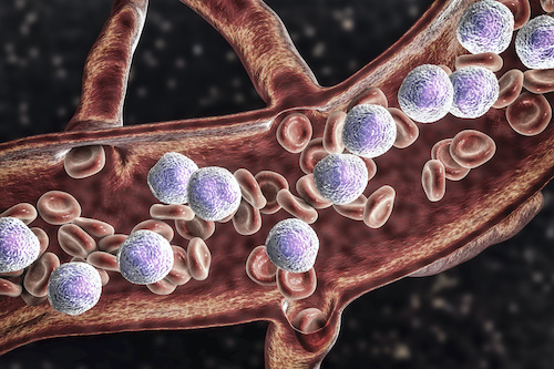 blood cells