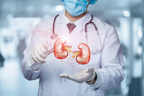 image of person in surgical coat standing behind illustration of kidneys