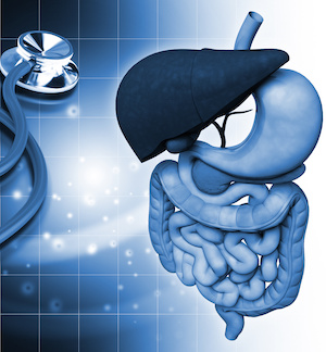 computer illustration of the human digestive system