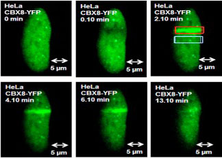 CBX8-YFP