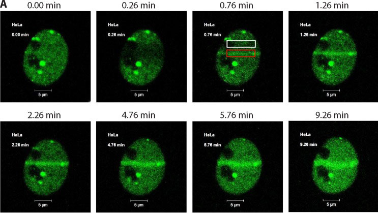 CUX1-GFP