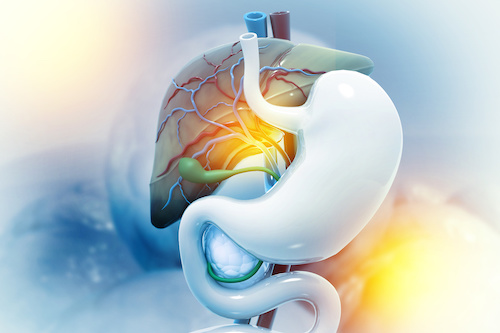illustration of gallbladder within the human abdomen