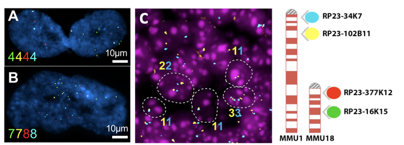 Representative images of senescent cells 