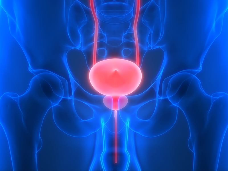 Blue anotomical model of bladder