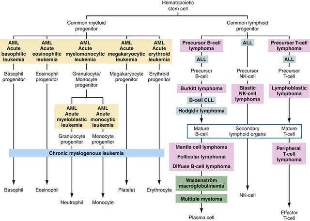 chart of hematopoietic stem cells