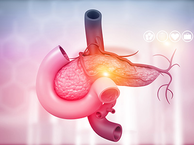 Anatomical model of pancreas