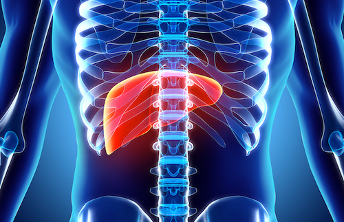 xray view of human body with liver outlined