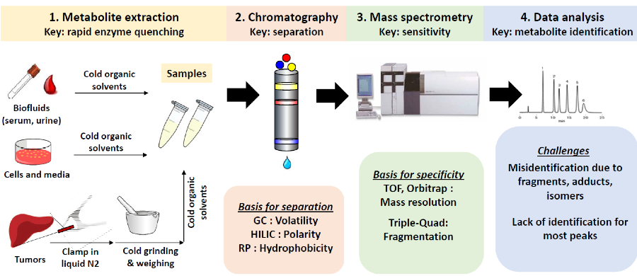 Metabolomics services workflow