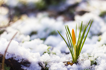 spring bud